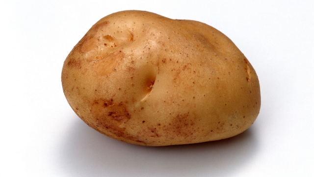 The Spud Saga: A Guide to Successful Potato Planting