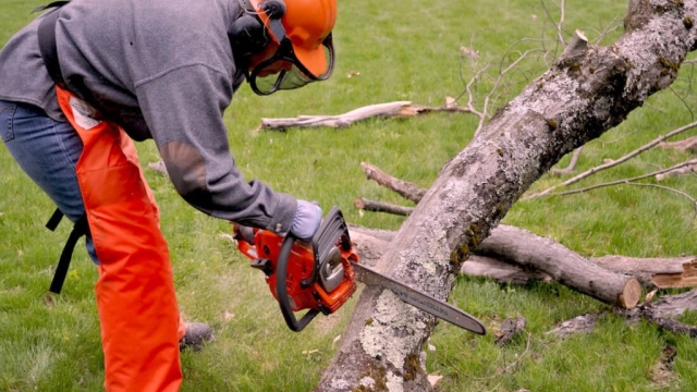 Rooting Out the Trees: Unveiling the Art of Tree Removal