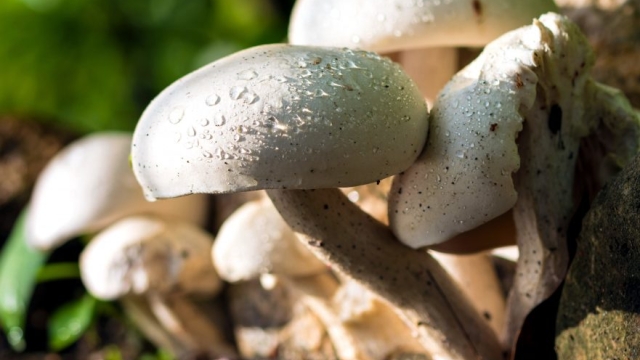 Fungi Finesse: Unleashing the Magic of Mushroom Growing