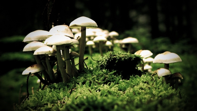 The Fungus Among Us: Unveiling the Secrets of Mushroom Growing