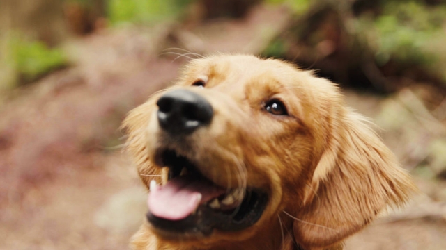 Paws and Claws: Navigating the Joys and Challenges of Pet Parenthood