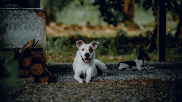 The Importance of Puppy Socialization for Behavioral Development