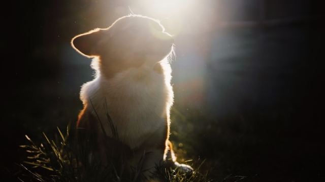 Benefits of Grain Free Dog Food