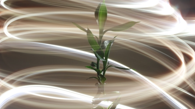 Personal Experiences with DMT Transformative Journeys